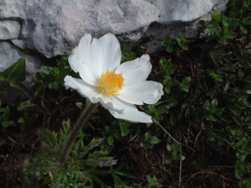 Pulsatilla alpina / Anemone alpino